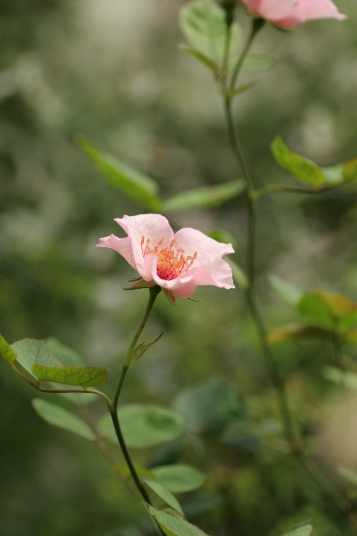c0186463_180231.jpg