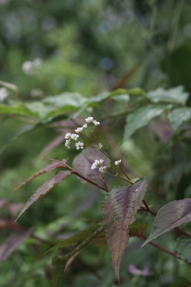 c0186463_1821637.jpg