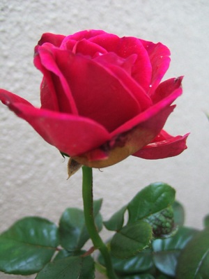 e0225164_640992.jpg
