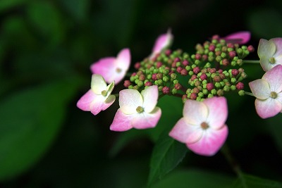 f0106664_1727121.jpg