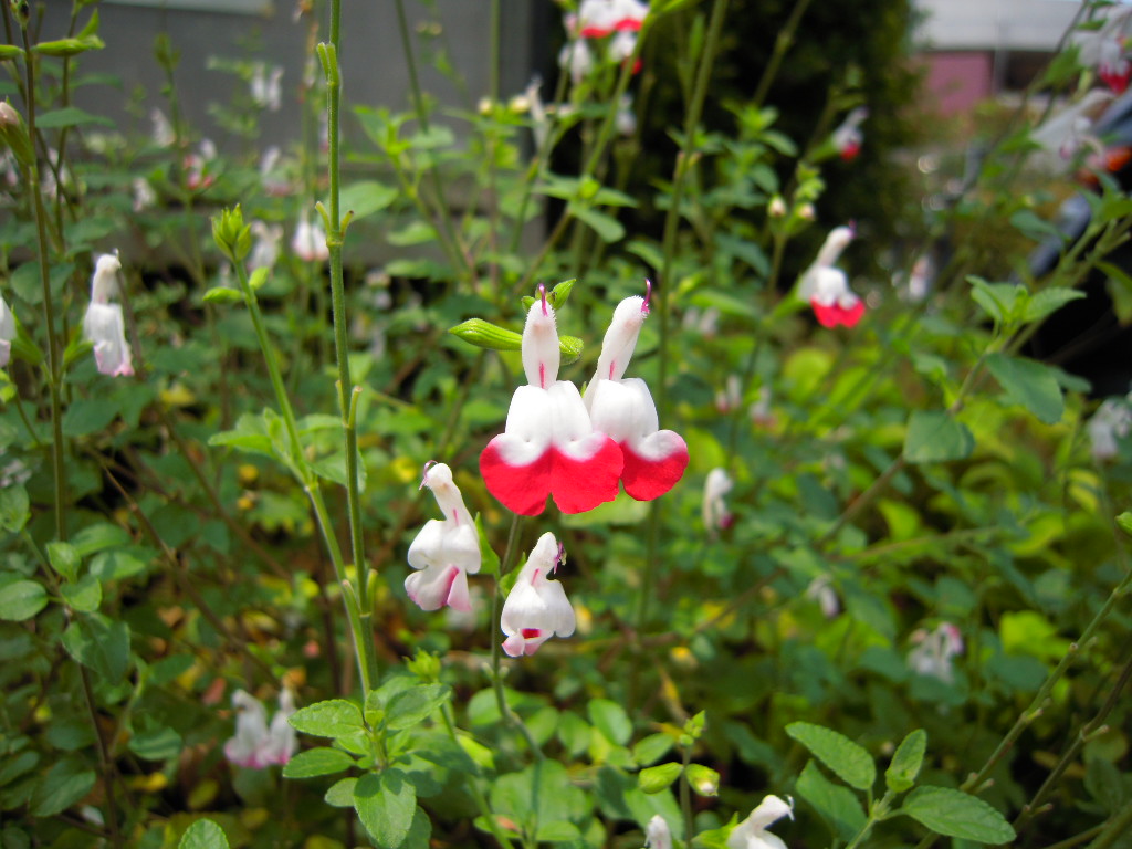 c0132608_17451559.jpg