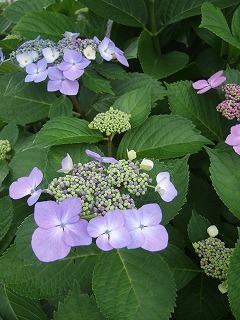 f0227218_1981412.jpg