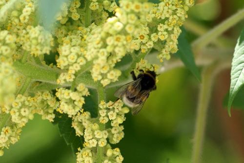 c0184125_6122855.jpg