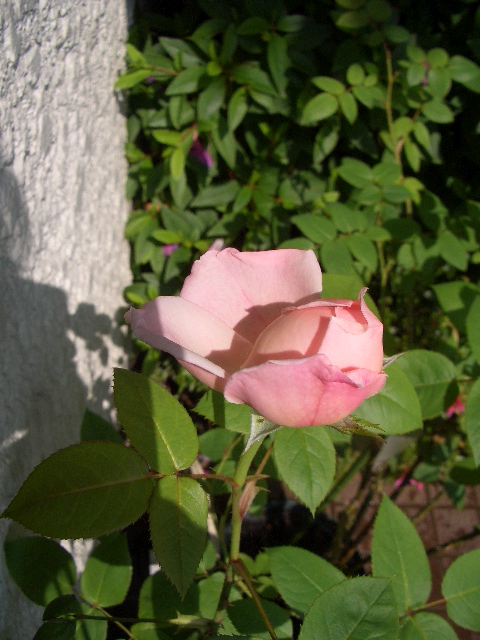 e0145328_23302720.jpg