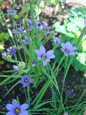 f0205733_1659231.jpg