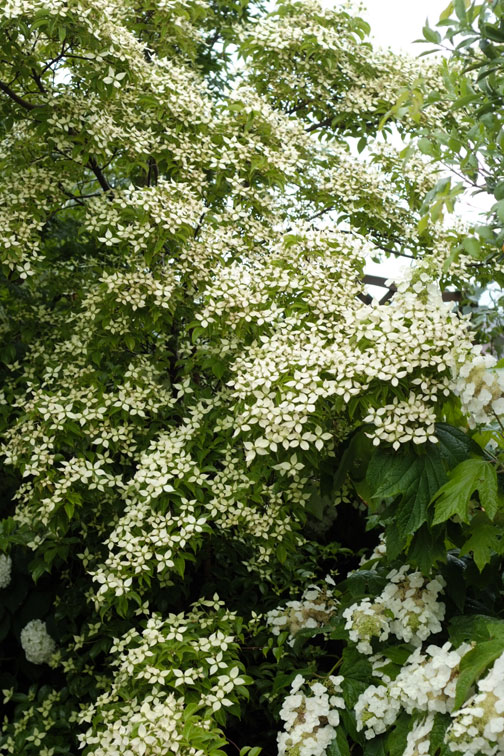 b0075541_3244016.jpg