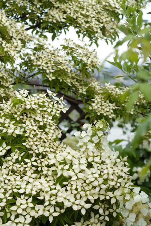 b0075541_3262727.jpg