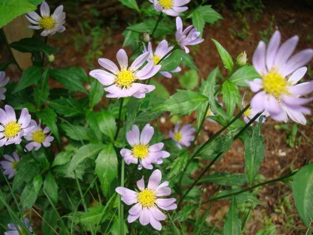 f0198556_22174796.jpg