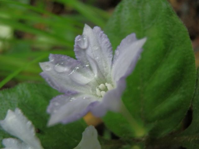c0042869_2151447.jpg