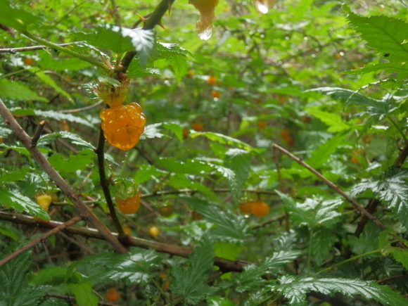 c0042869_2165731.jpg