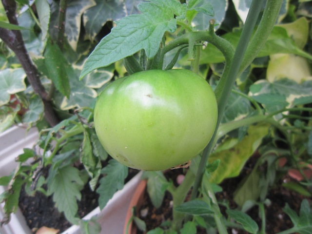 c0202870_1232546.jpg