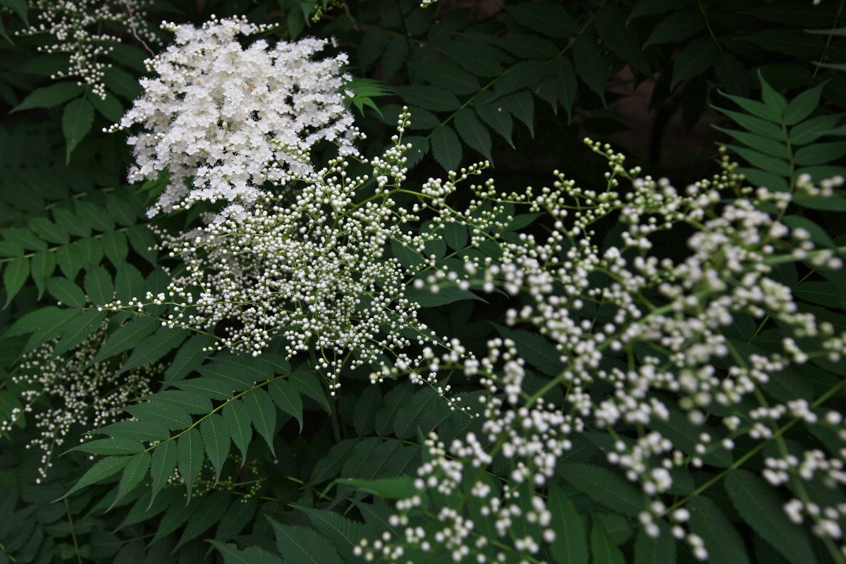 a0083081_16112678.jpg