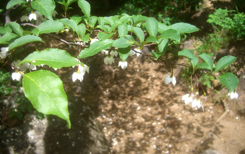b0099994_12383466.jpg
