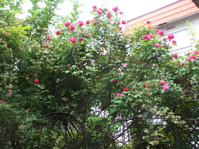 f0019498_14204588.jpg