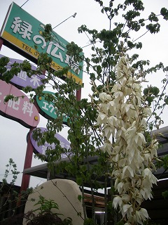 c0190010_20504216.jpg