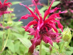 c0190010_20513915.jpg