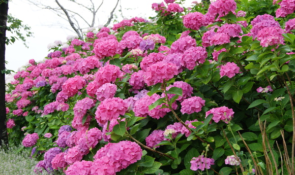 c0020320_1661036.jpg