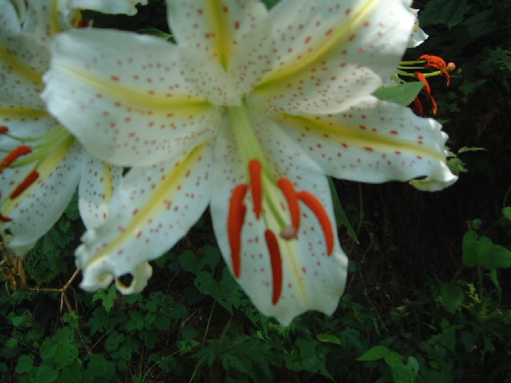 c0074721_1612660.jpg