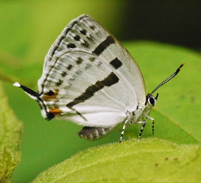 a0126632_20261383.jpg