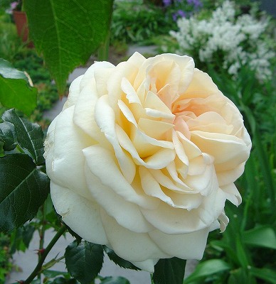 f0205733_23181310.jpg
