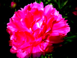 e0131541_144317.jpg