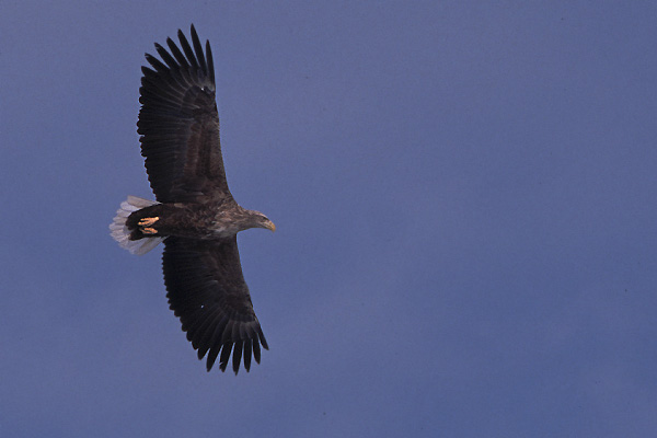 e0000968_1749514.jpg