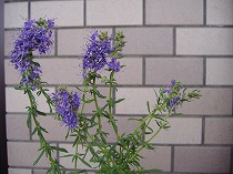 a0142083_22261861.jpg