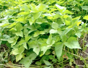 c0151898_8245753.jpg