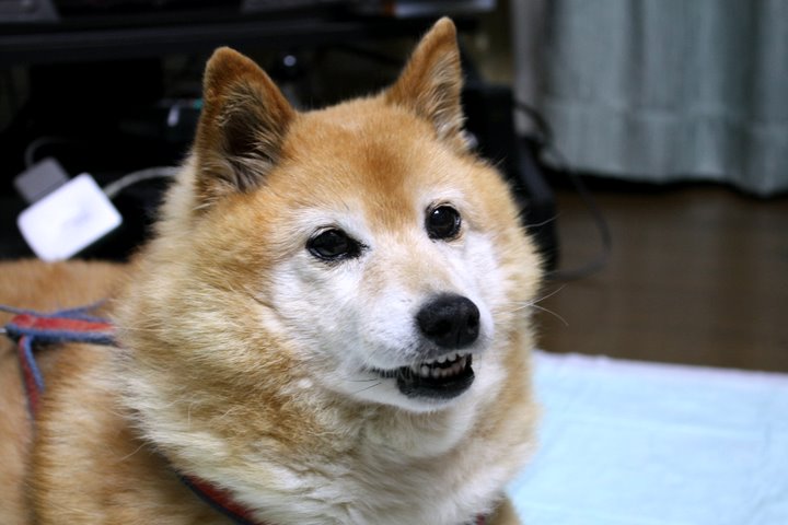 c0110510_10314416.jpg