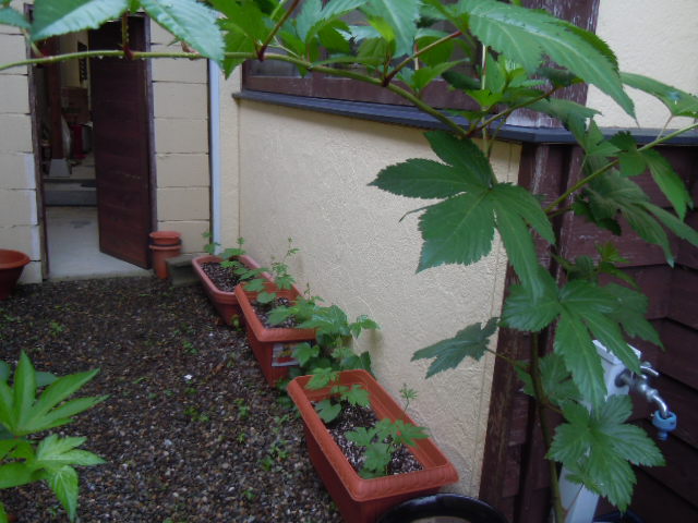 f0164515_13924.jpg