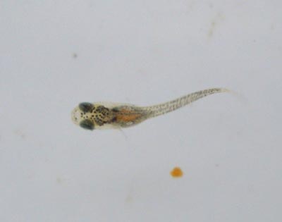 e0097534_1332334.jpg
