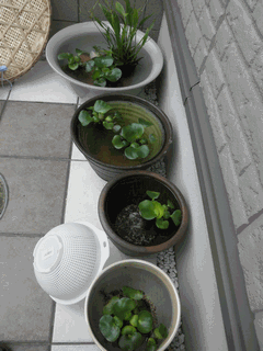 c0136736_22235823.gif