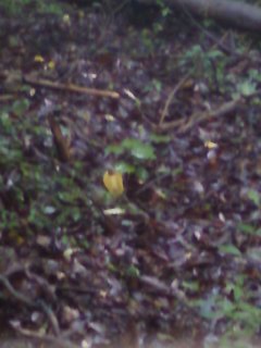 c0077338_1837323.jpg