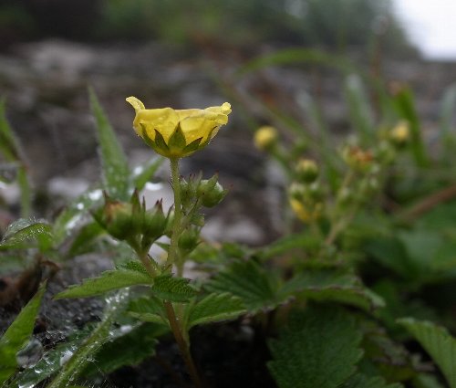 c0078441_90181.jpg