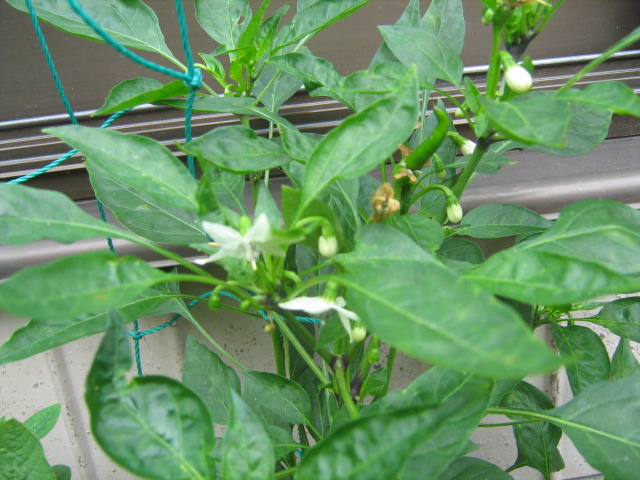 c0206742_2039172.jpg