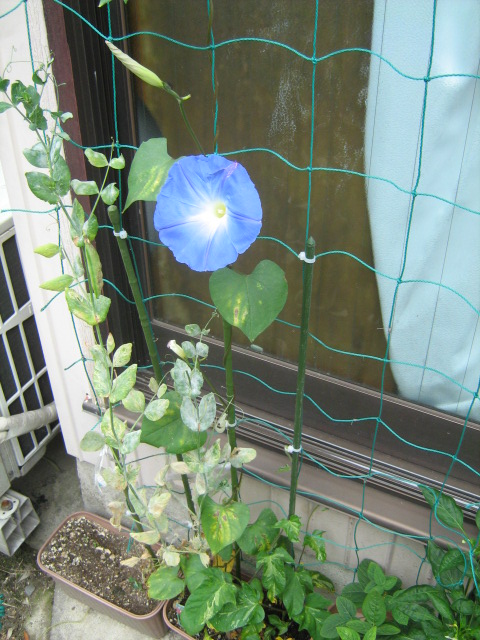 c0206742_2039762.jpg