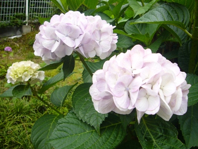 e0100046_16543726.jpg