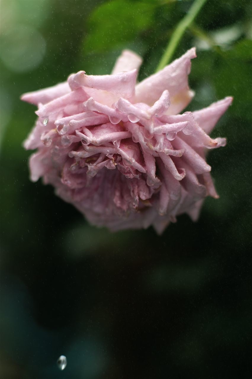 b0168859_20123969.jpg