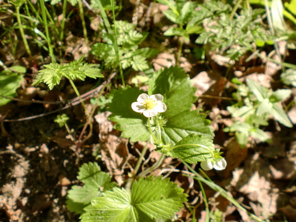 e0200659_232288.jpg