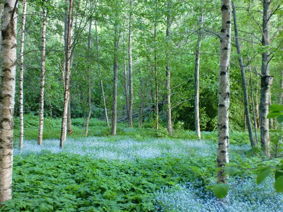 e0200659_2355163.jpg