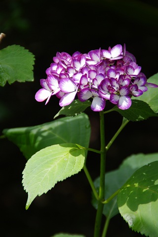 e0045768_2381121.jpg