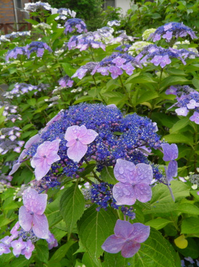 c0122670_18203754.jpg