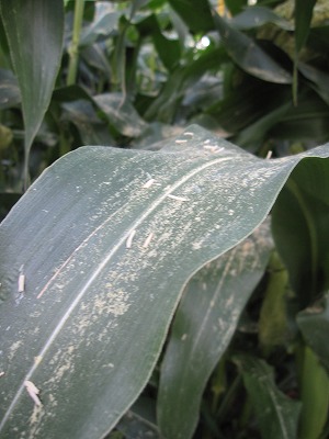 e0098473_14102528.jpg