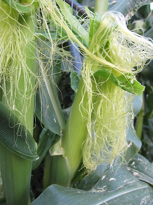 e0098473_1410374.jpg