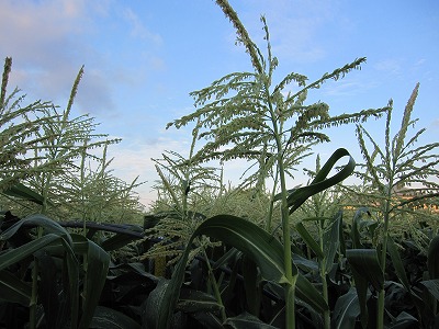 e0098473_14154633.jpg
