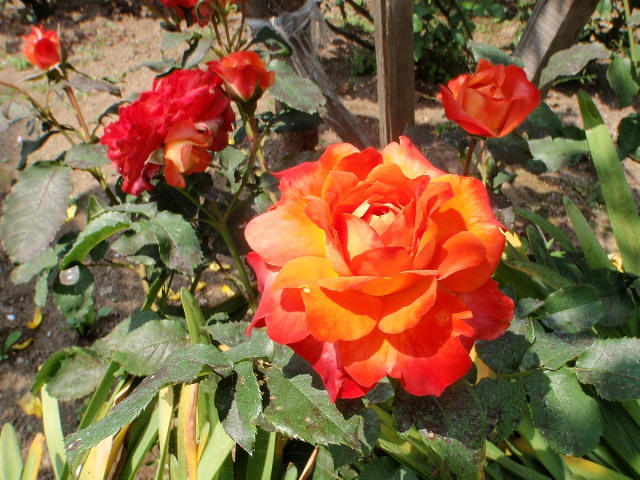 a0007388_12185566.jpg