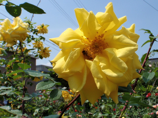 a0007388_12191160.jpg