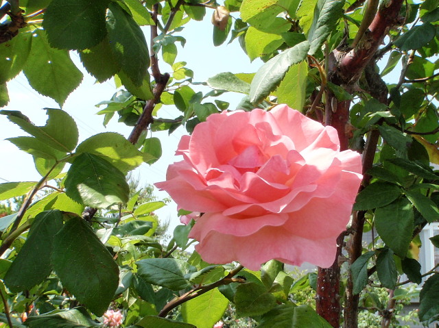 a0007388_1219257.jpg