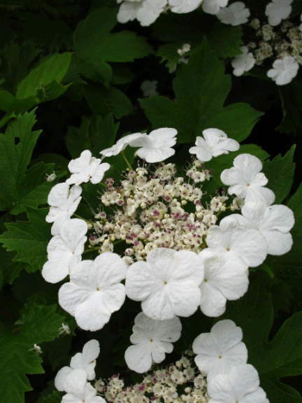 c0171790_9172.gif