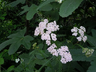 c0117007_2134915.jpg
